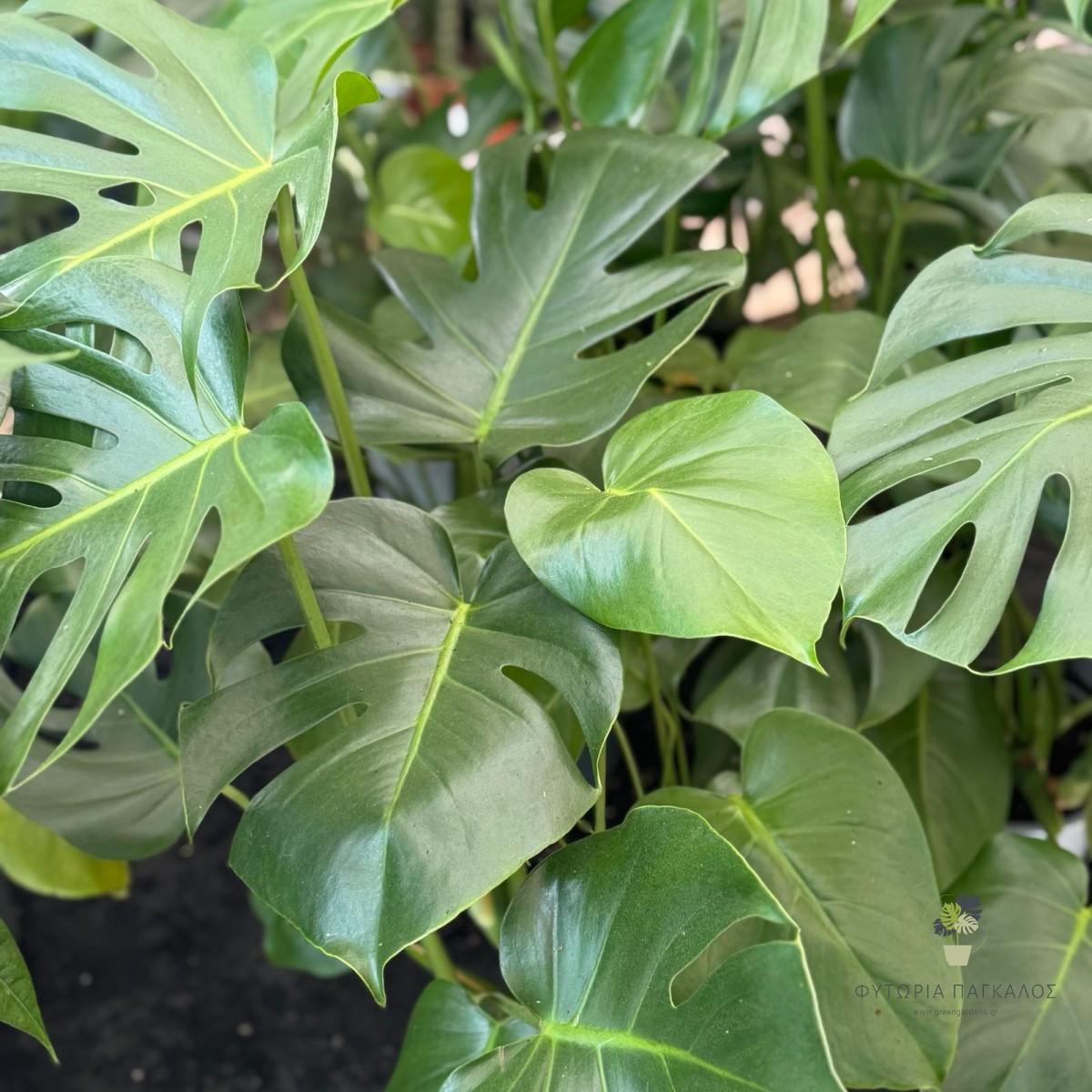 Μονστέρα (Monstera deliciosa) | Τροπικό Φυτό Εσωτερικού Χώρου | Green Gardens - 2